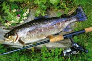 Natural trout in Kuusaa river